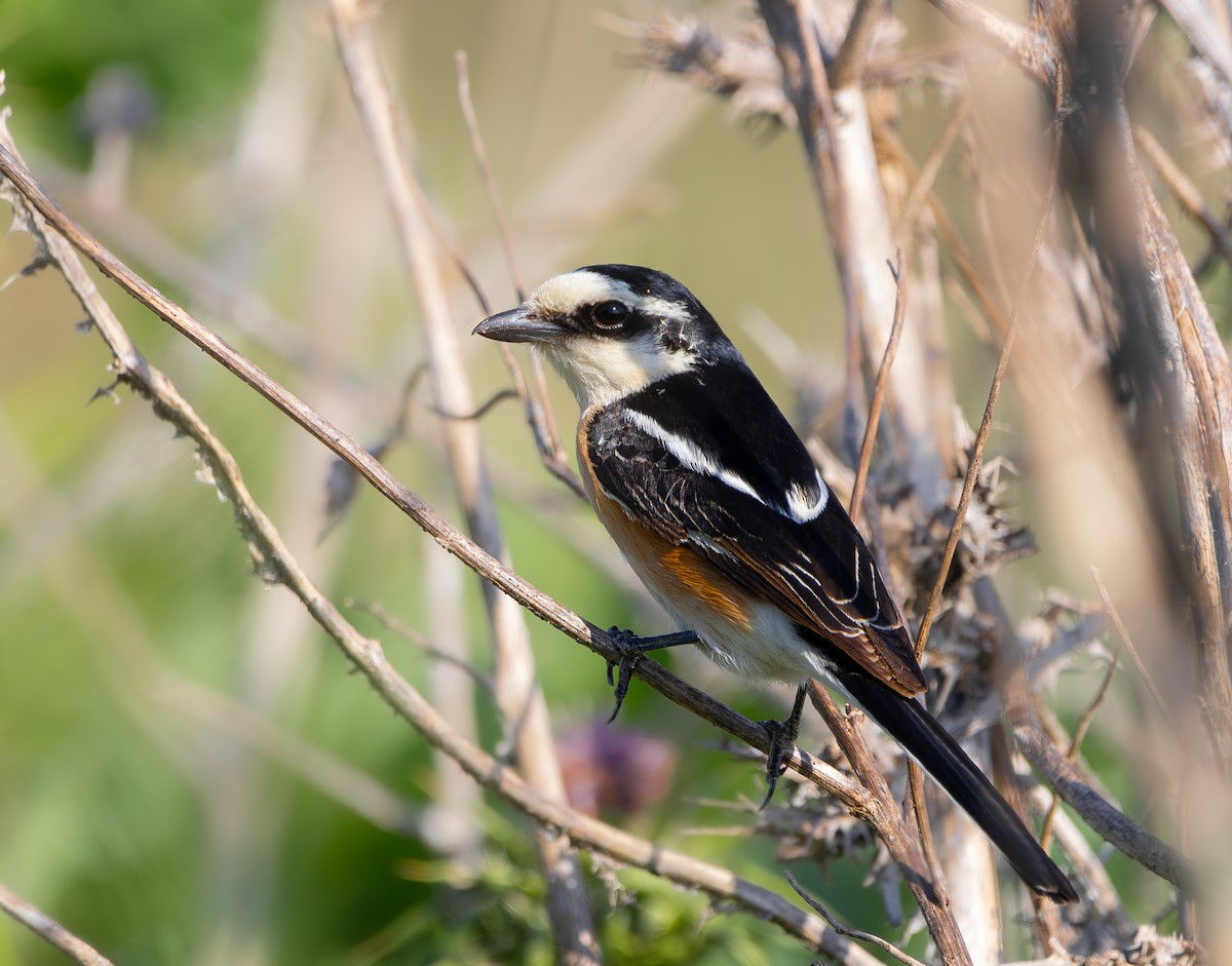 Masked Shrike - ML617268656