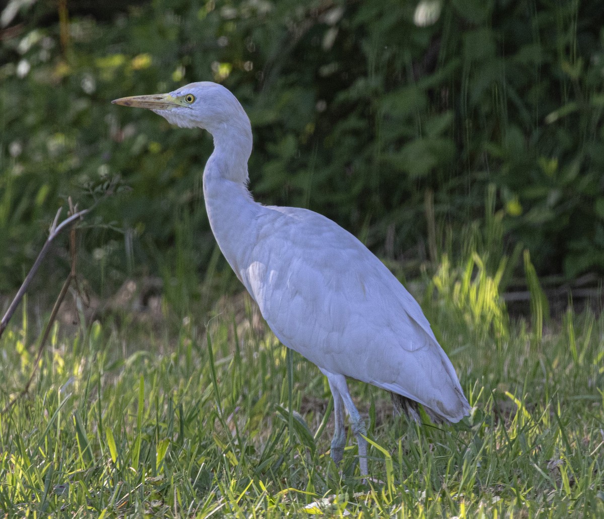 Western Cattle Egret - ML617268667