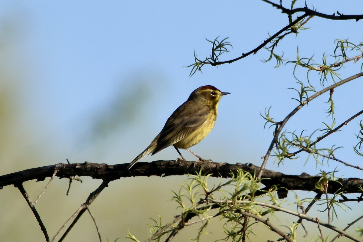 Palm Warbler - ML617268699