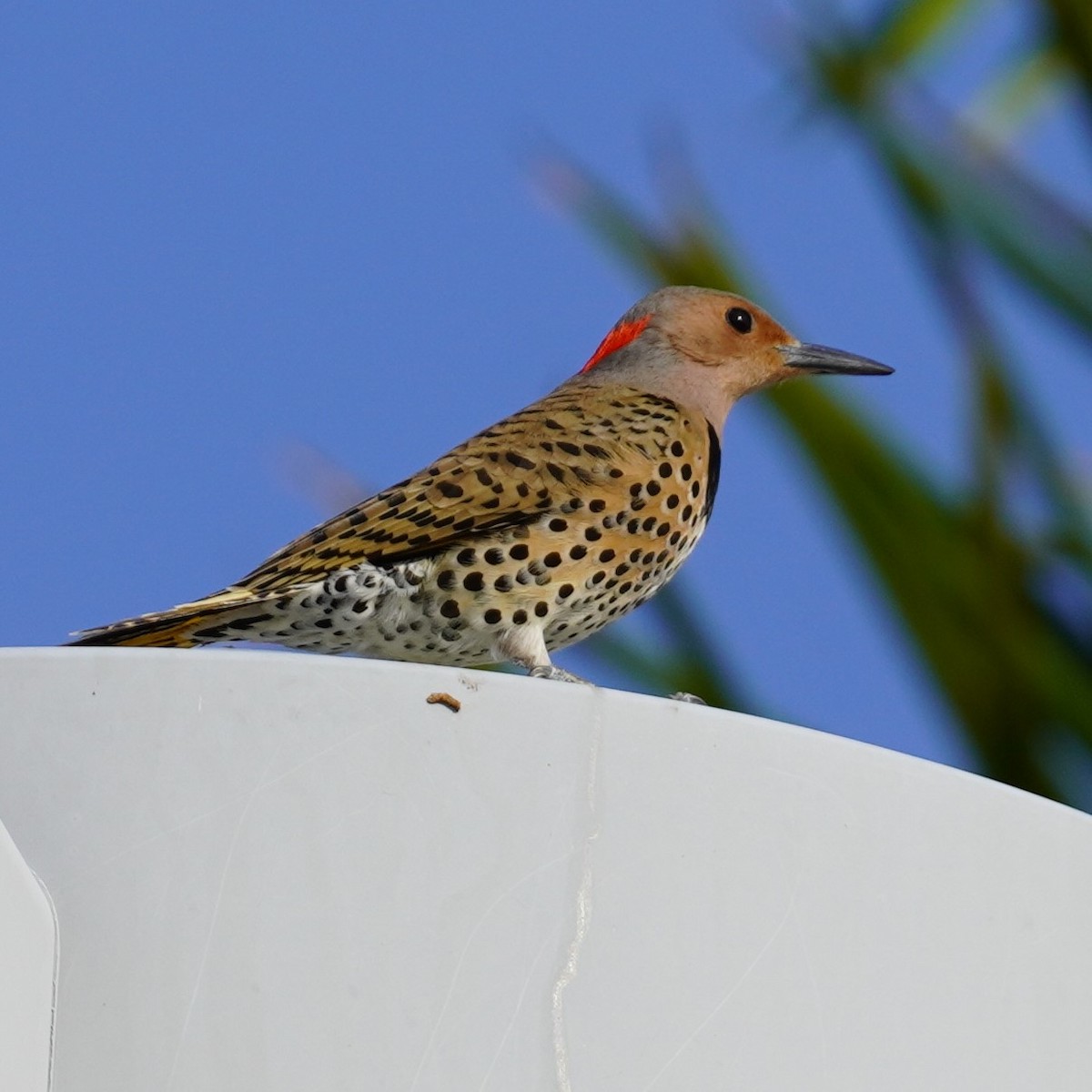 Northern Flicker - ML617268729