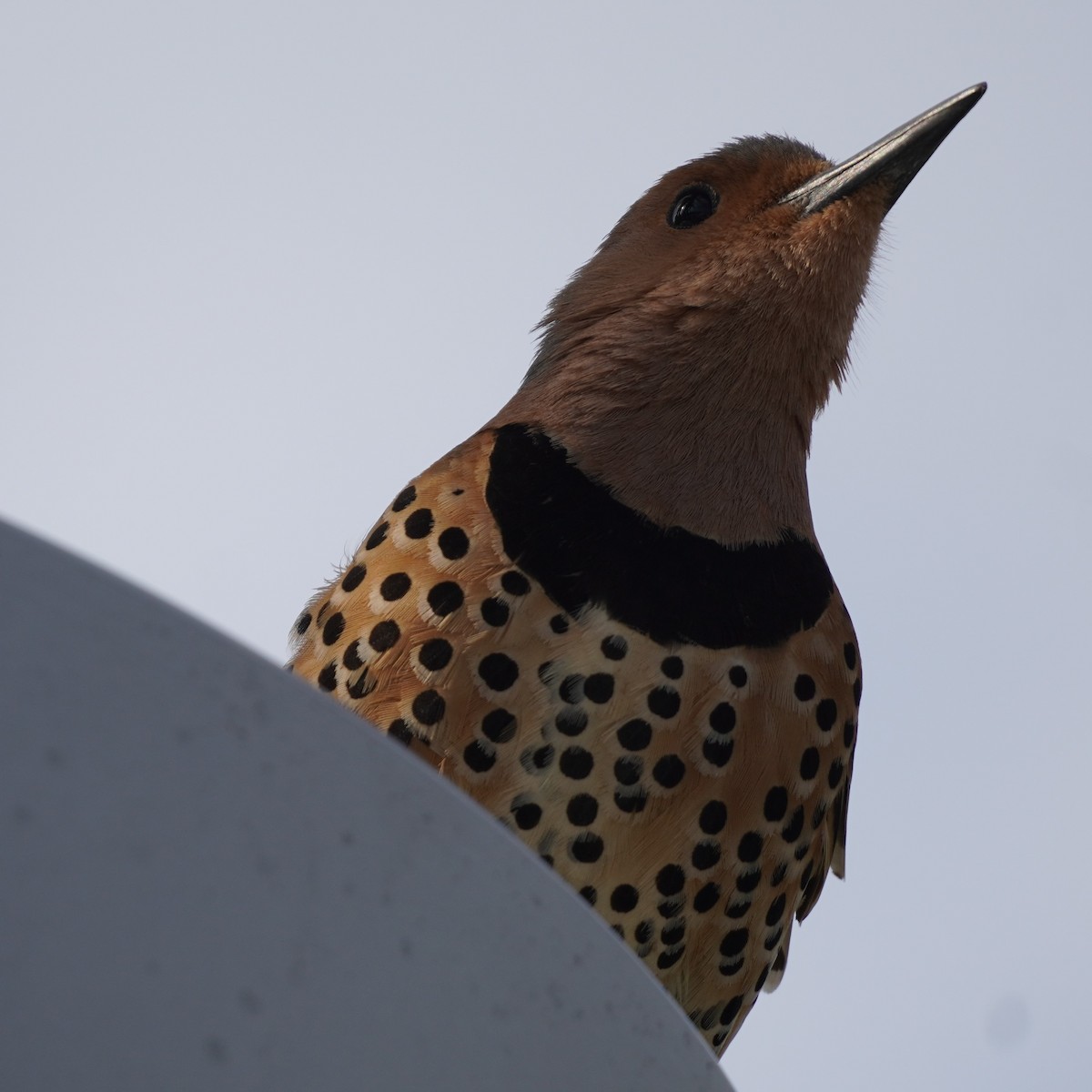 Northern Flicker - ML617268730