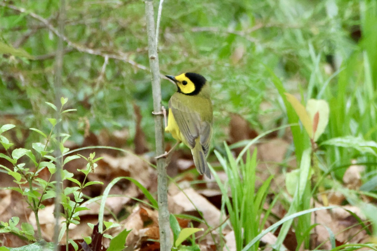 Hooded Warbler - ML617268738