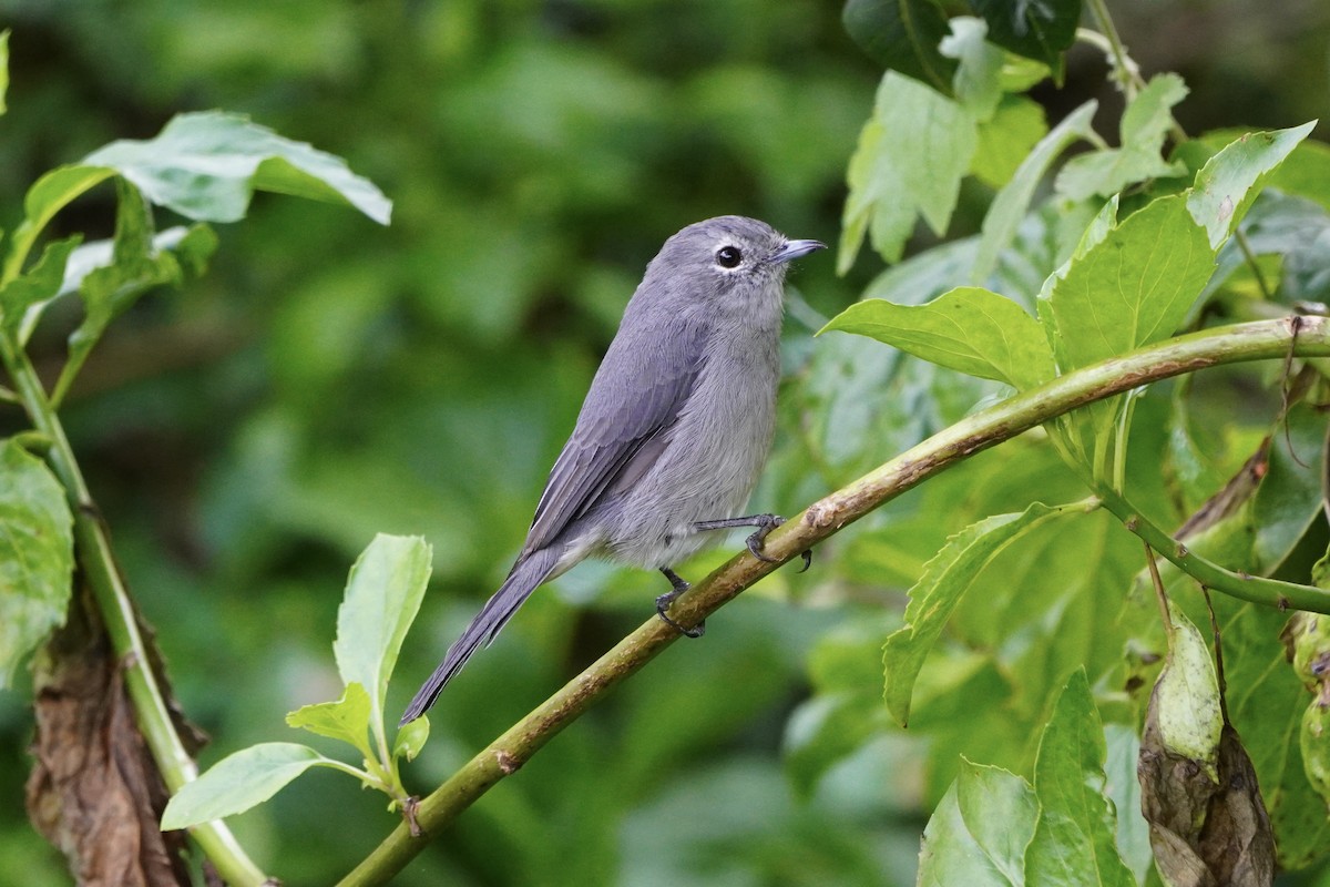 White-eyed Slaty-Flycatcher - Greg Hertler