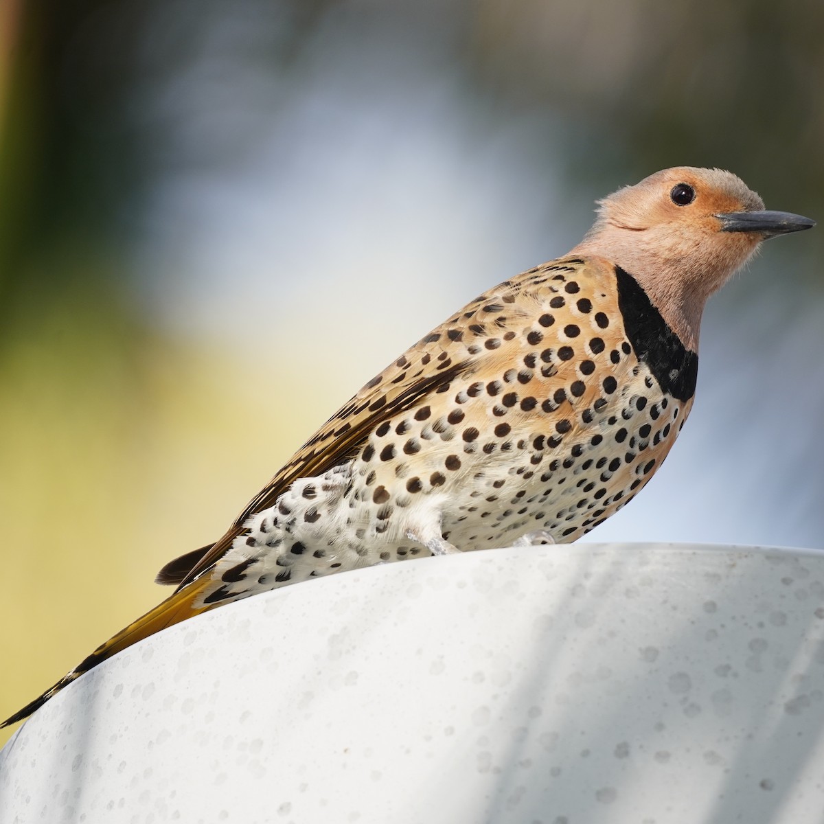 Northern Flicker - ML617268756