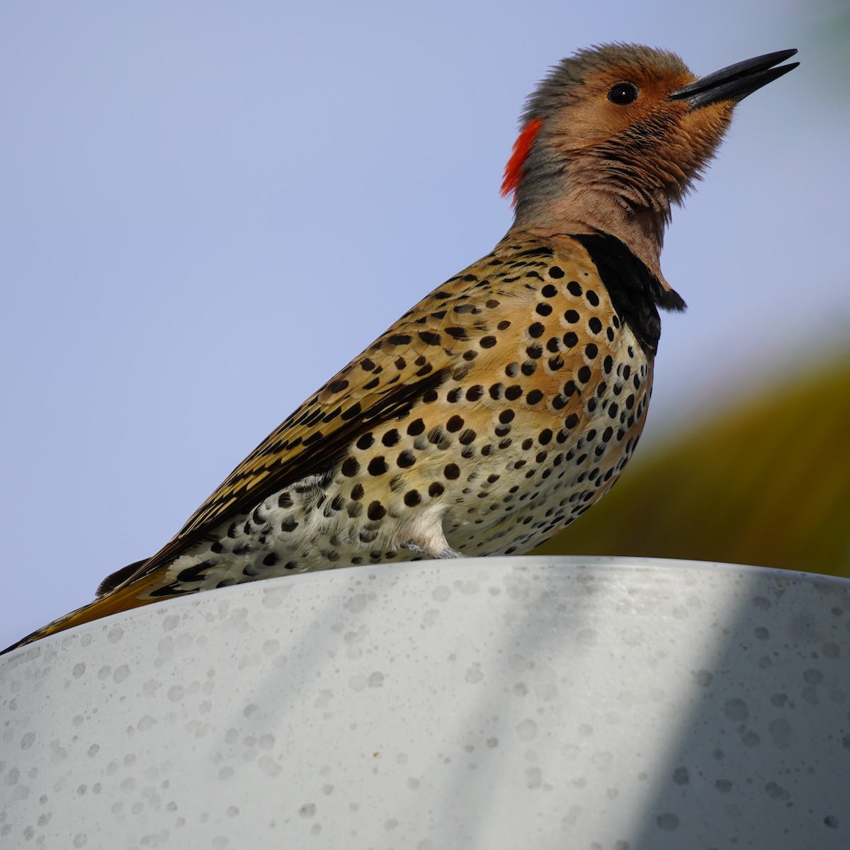 Northern Flicker - ML617268757