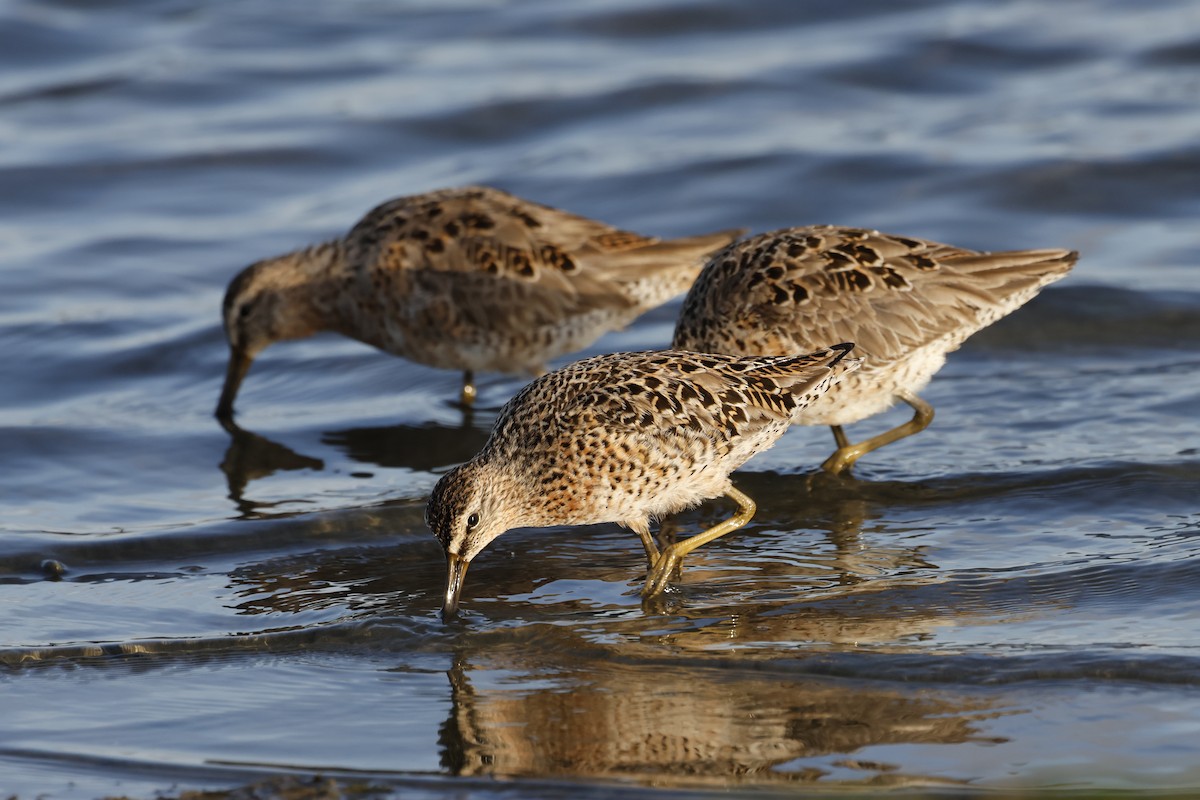 Short-billed Dowitcher - Torgil Zethson