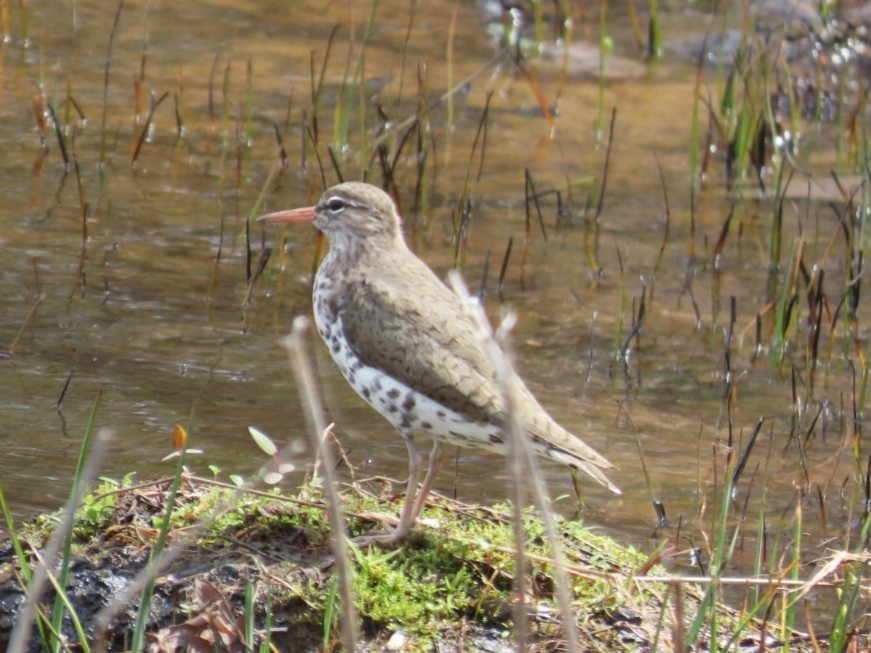 Spotted Sandpiper - ML617268773