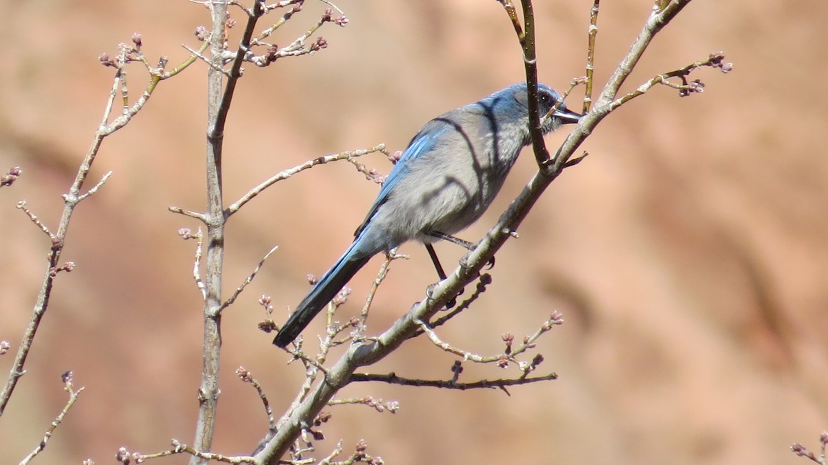 Woodhouse's Scrub-Jay - Steve Hebert