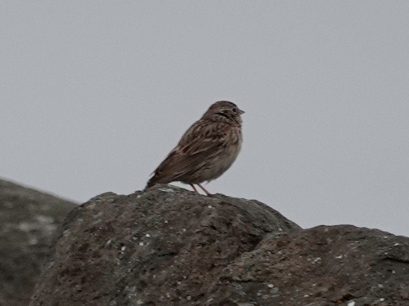 Vesper Sparrow - ML617268824