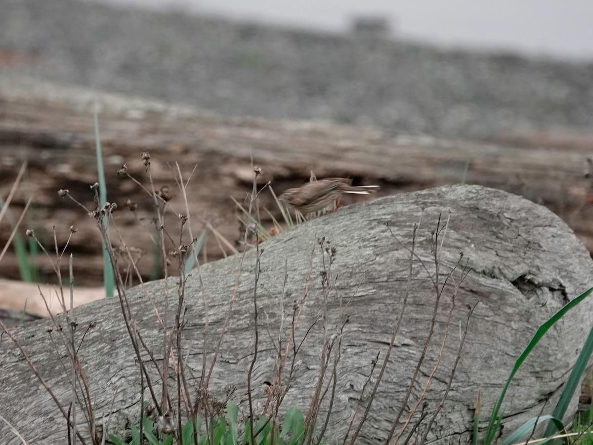 Vesper Sparrow - Lindsey Schromen-Wawrin