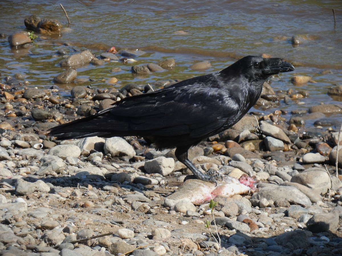 Common Raven - Frederik Albrecht