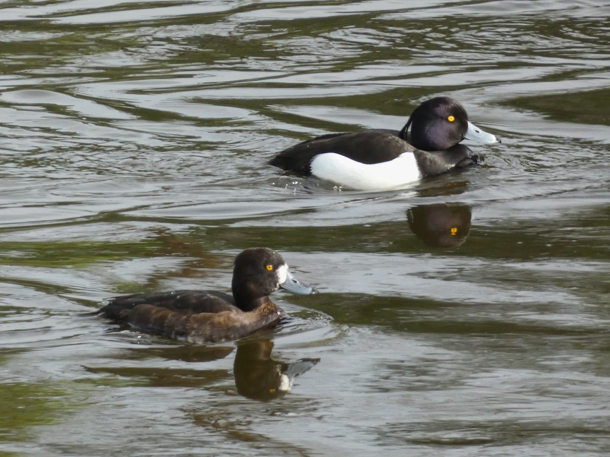 鳳頭潛鴨 - ML617268867