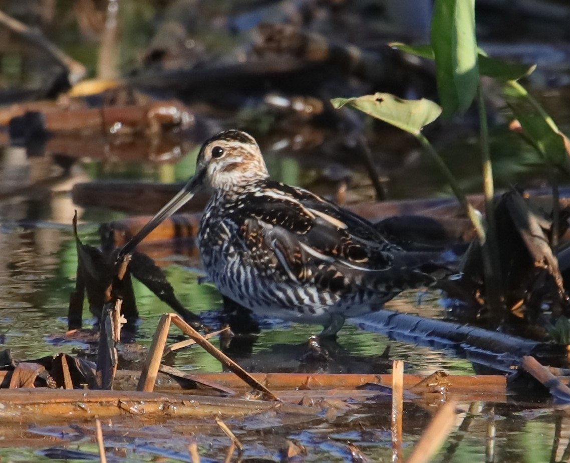 Wilson's Snipe - ML617268895