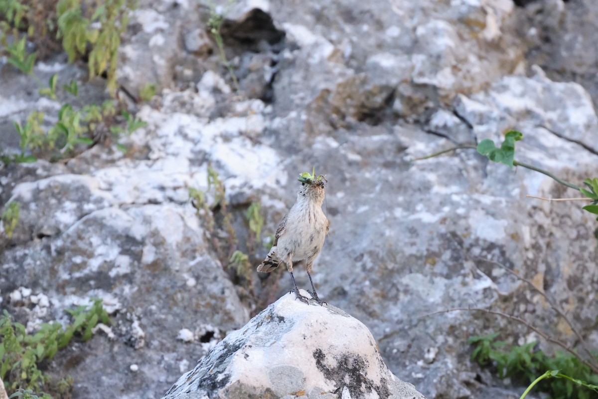 Rock Wren - ML617268914