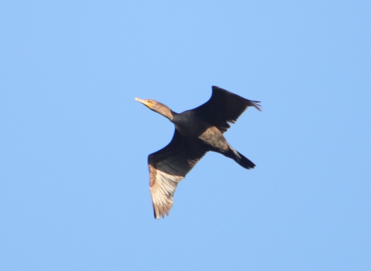 Double-crested Cormorant - Samuel Payne