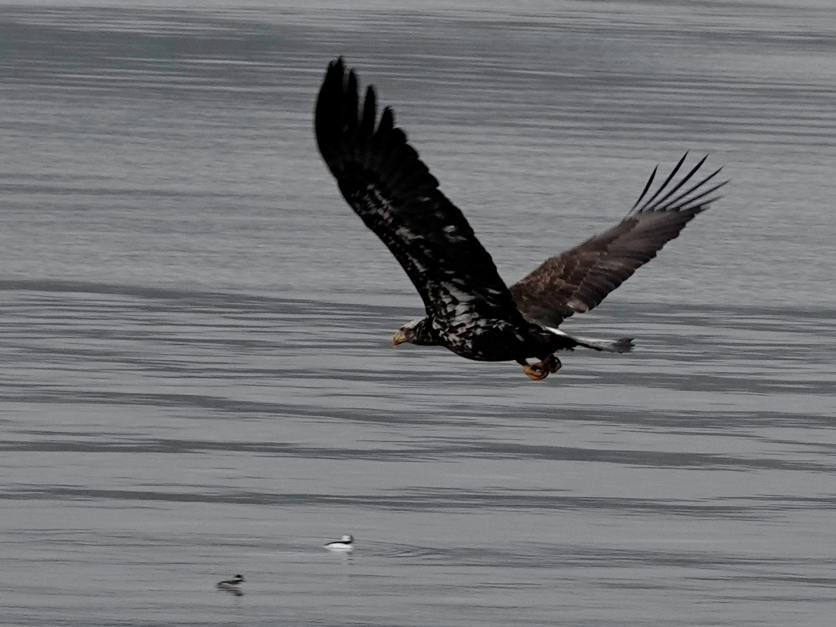 Bald Eagle - ML617268946