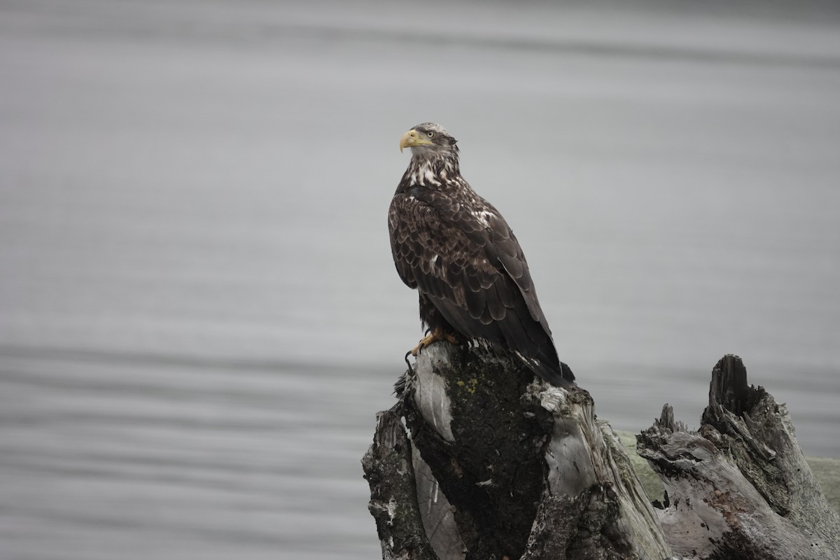 Bald Eagle - Lindsey Schromen-Wawrin