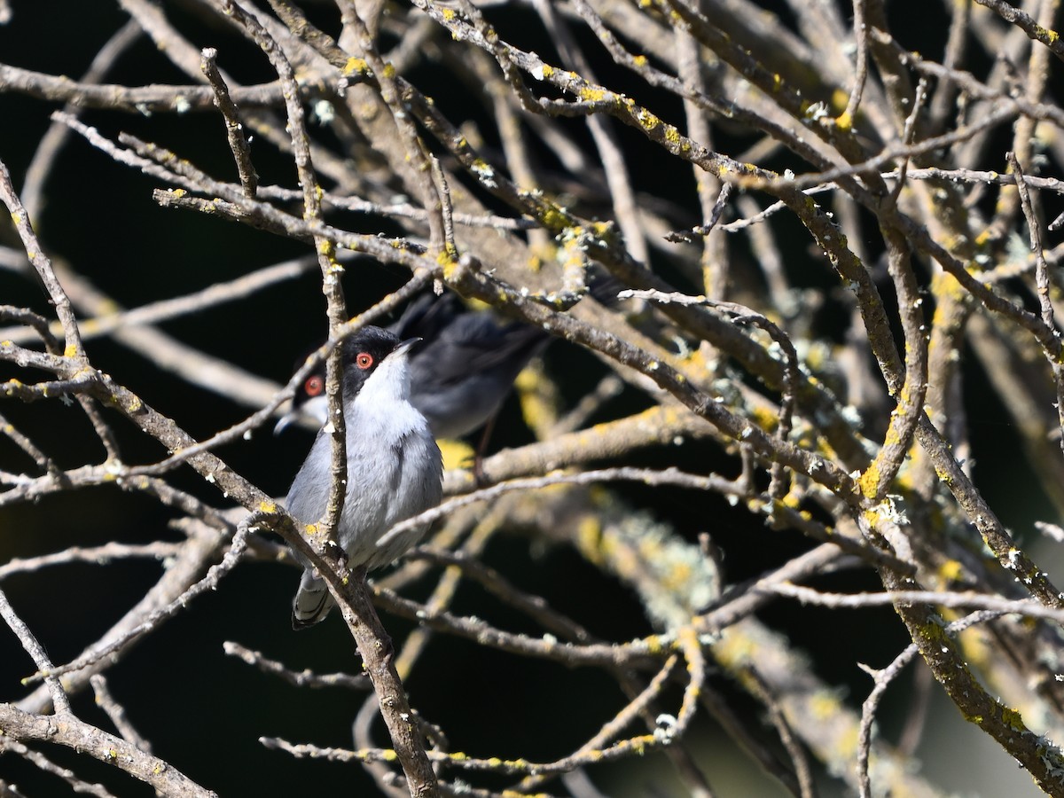 Sardinian Warbler - Manuel Espenica