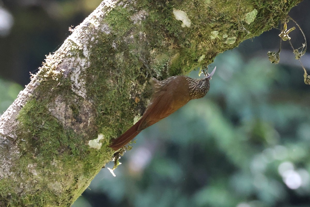 Spot-crowned Woodcreeper - ML617268978