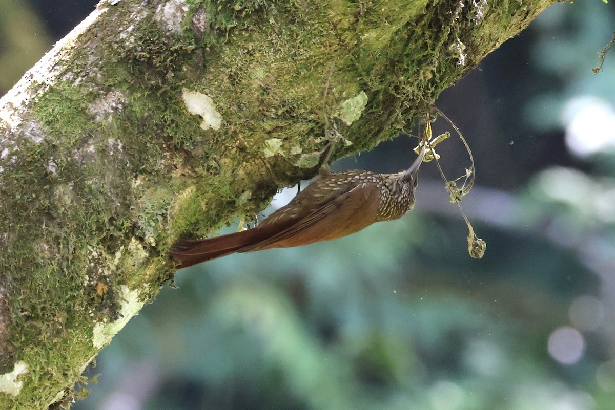 Spot-crowned Woodcreeper - ML617268983