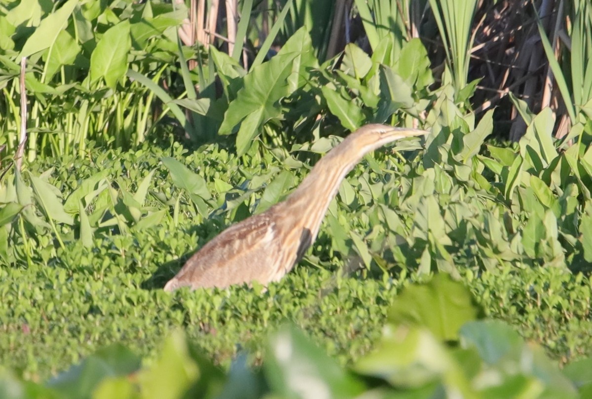 American Bittern - ML617268995