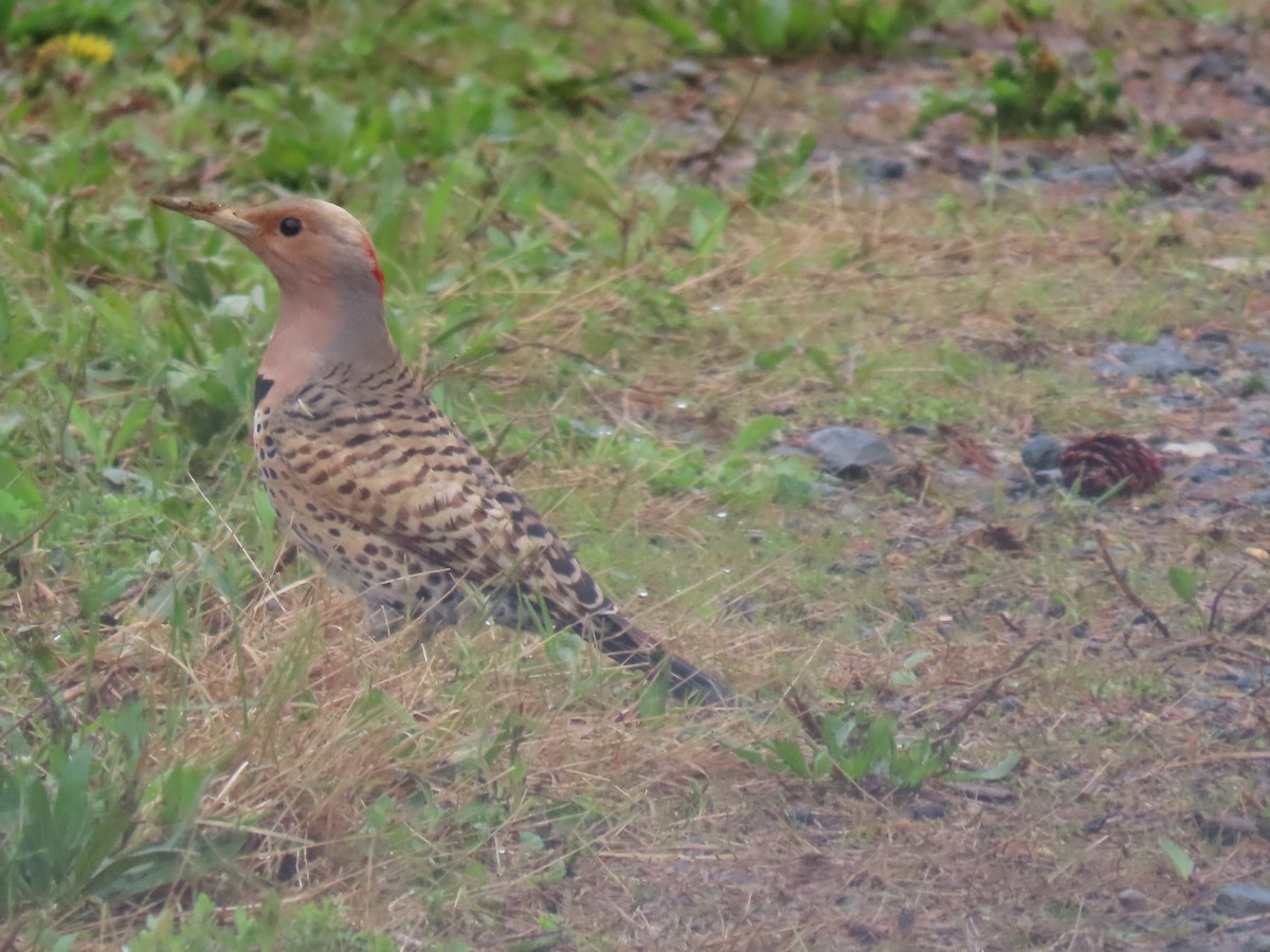 Northern Flicker - ML617269025