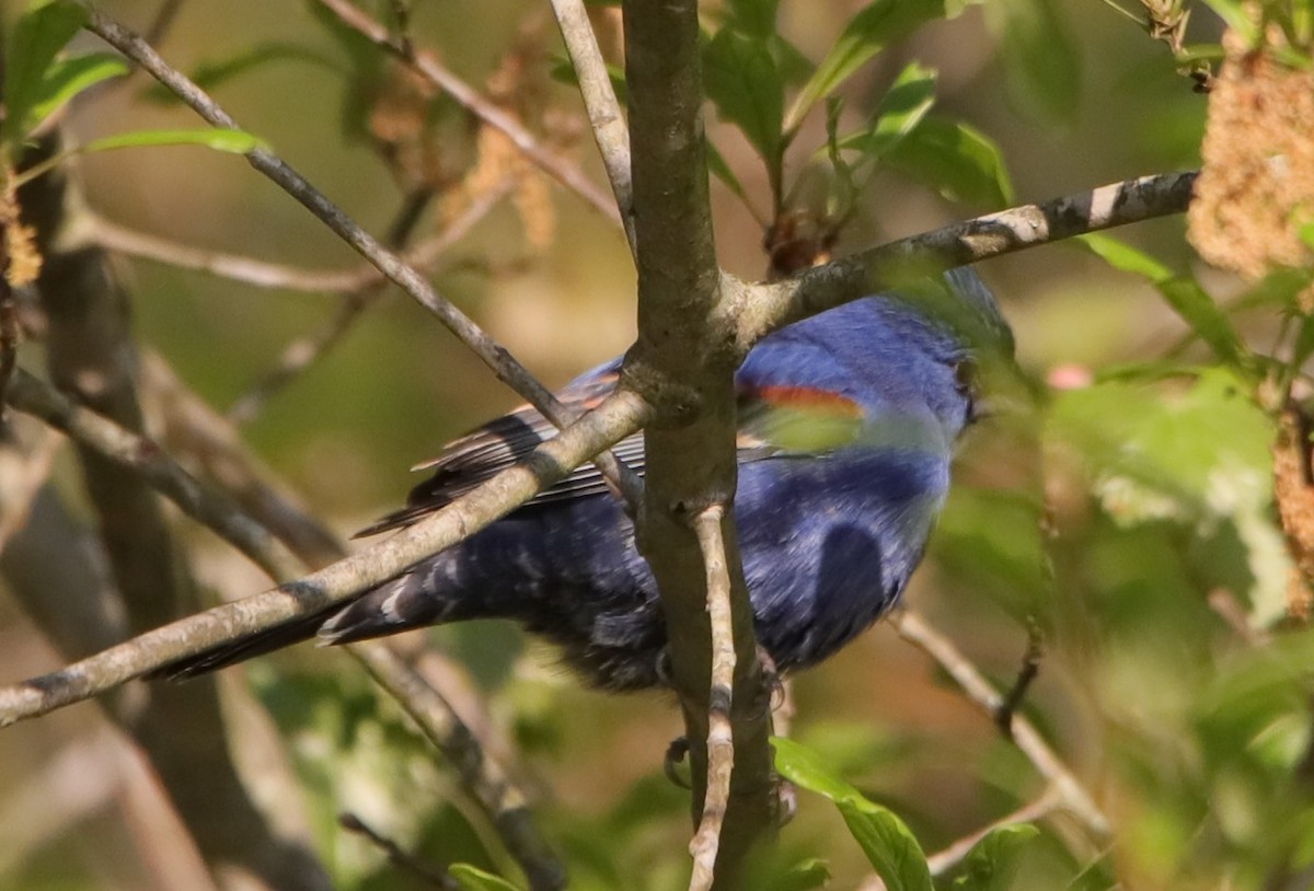 Blue Grosbeak - Samuel Payne