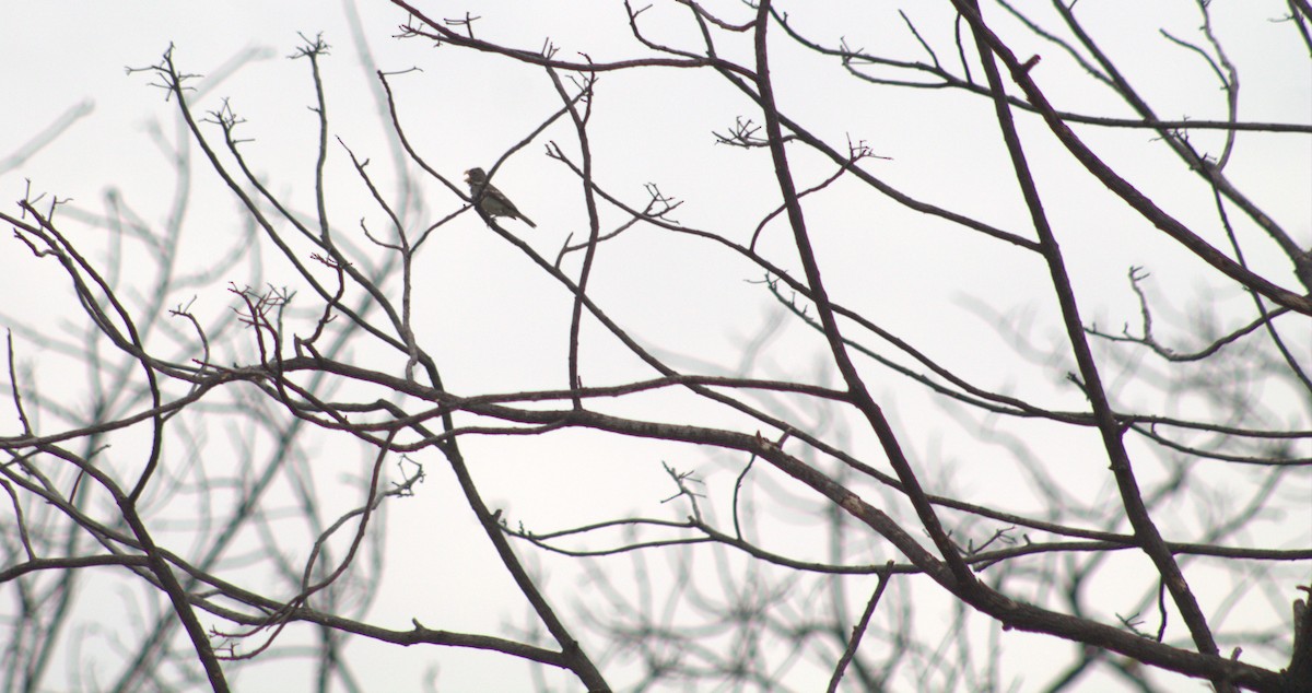 Parrot-billed Seedeater - Diego Bermúdez