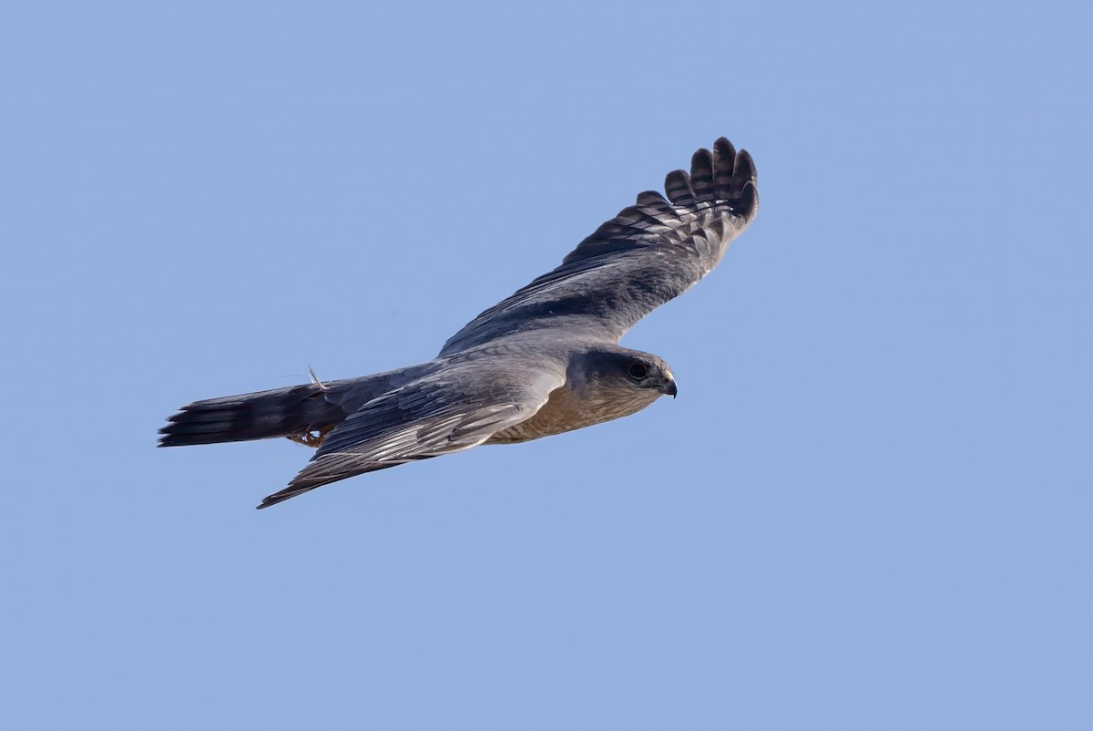 Sharp-shinned Hawk - Chris Benesh