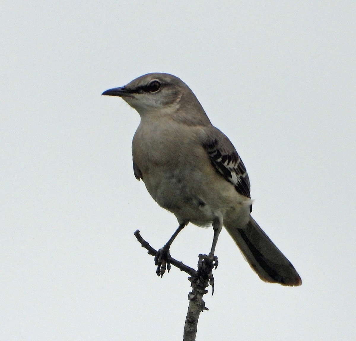 Northern Mockingbird - ML617269105