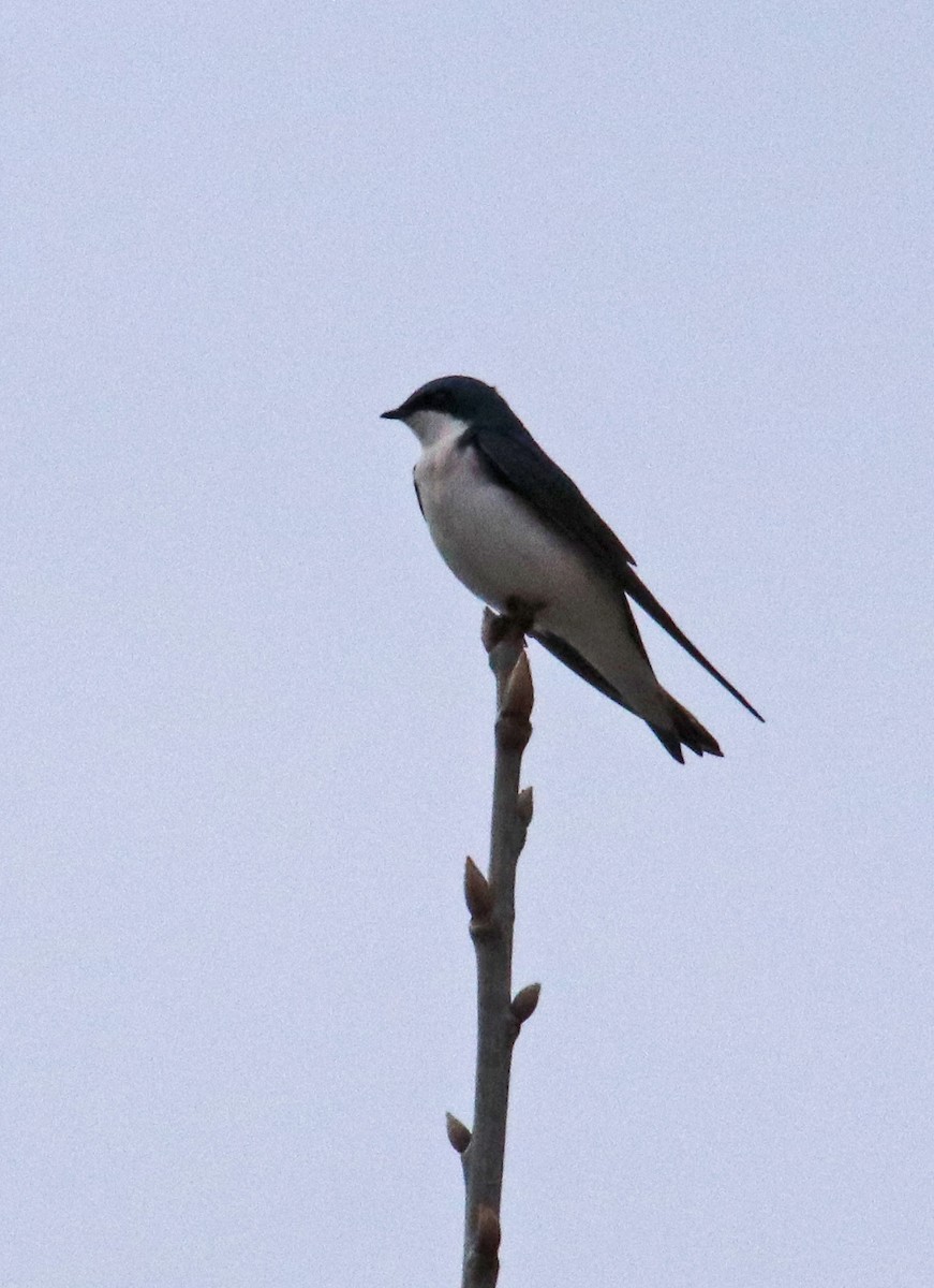 Tree Swallow - ML617269198
