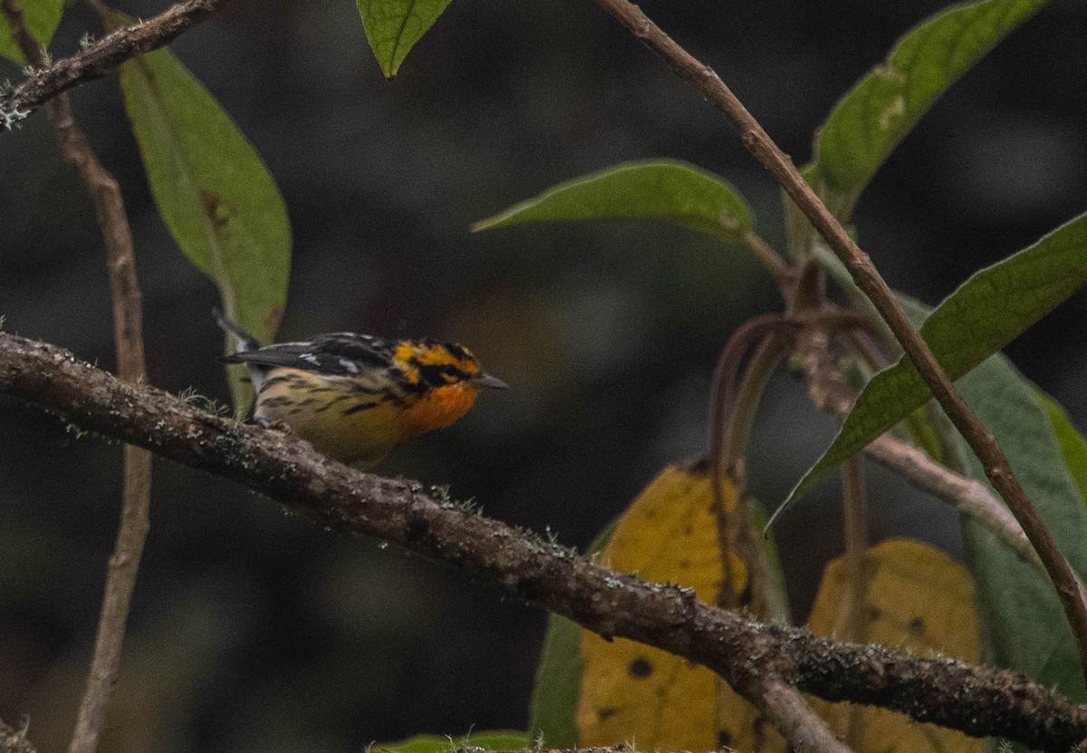 Blackburnian Warbler - ML617269205