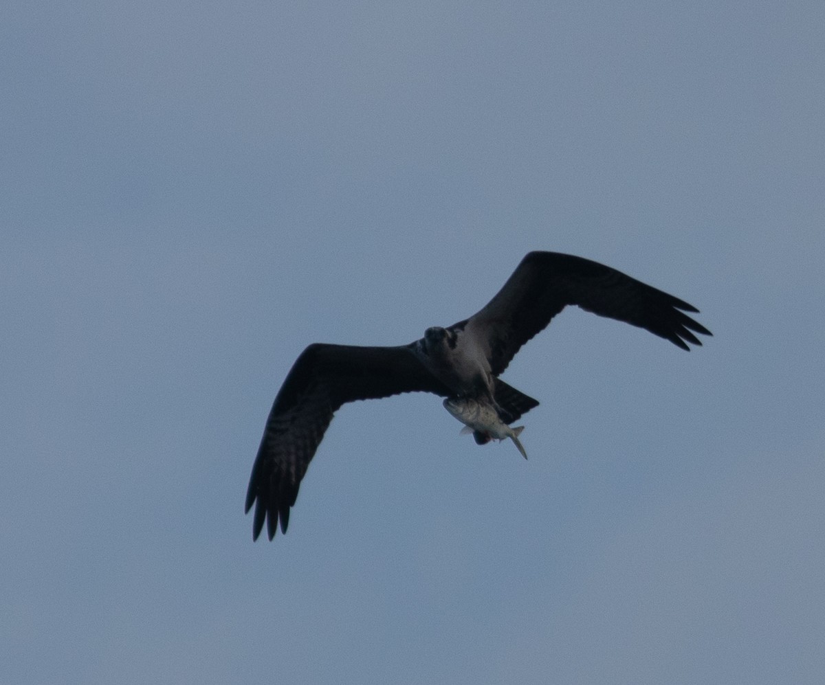 Águila Pescadora - ML617269233