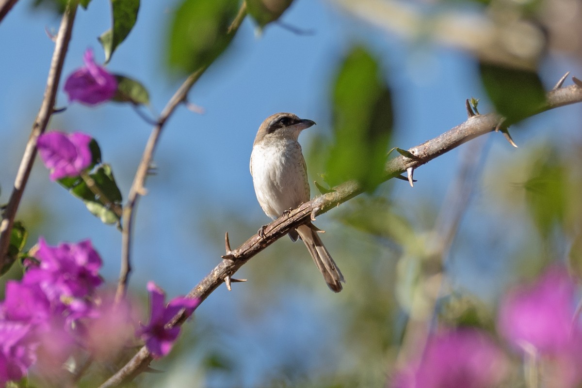 Brown Shrike - ML617269244