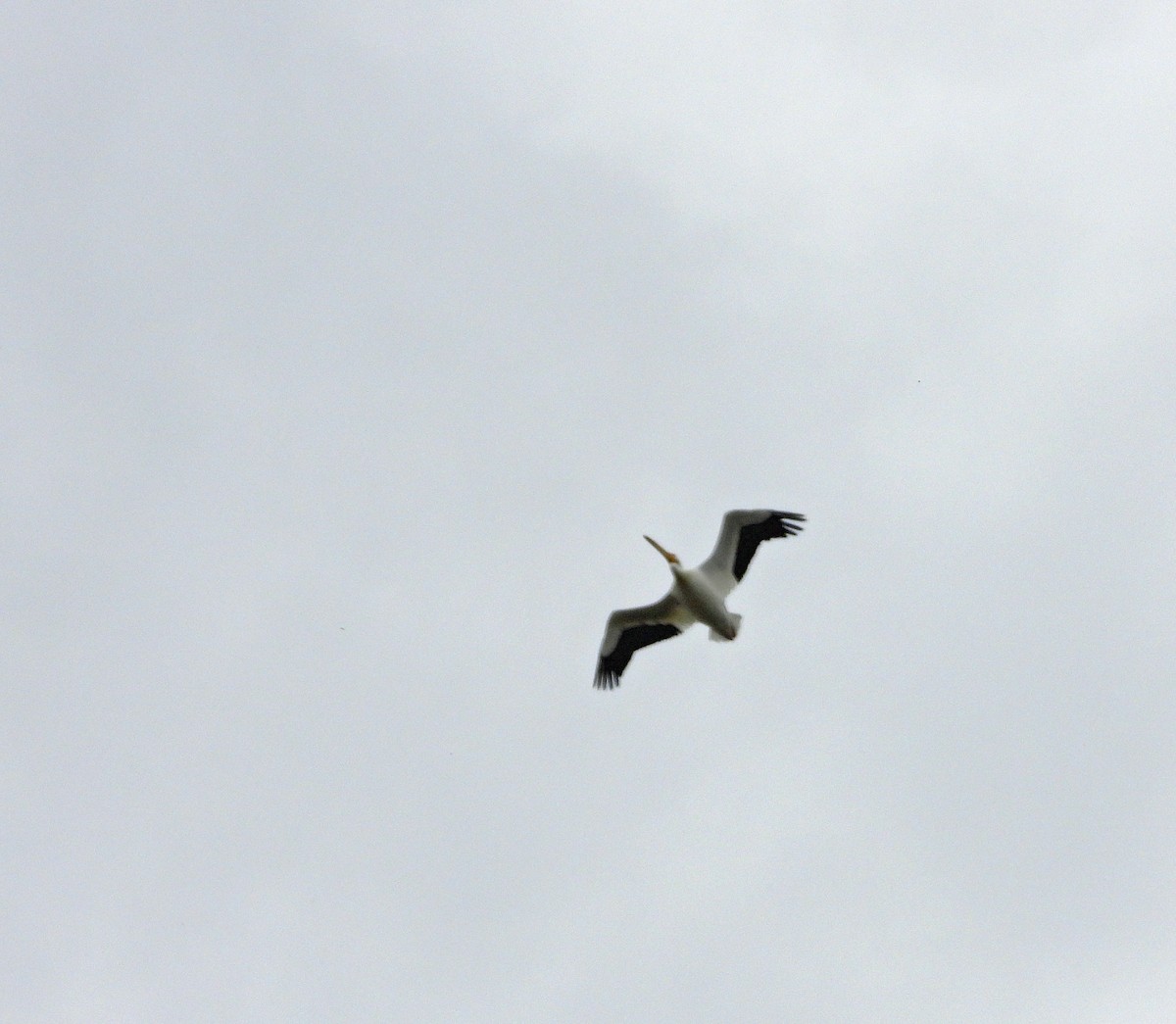 American White Pelican - ML617269255