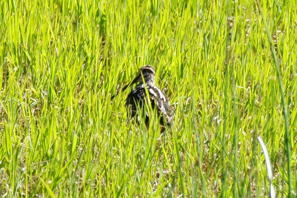 Wilson's Snipe - ML617269284