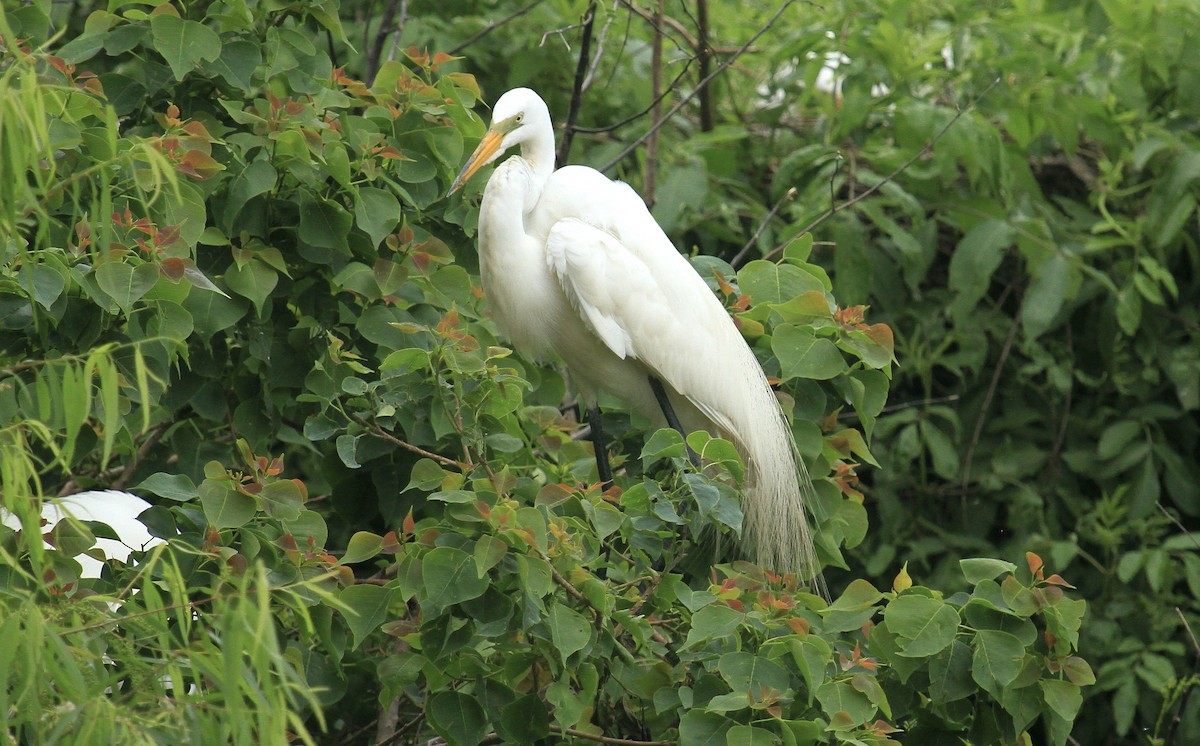 Great Egret - ML617269323