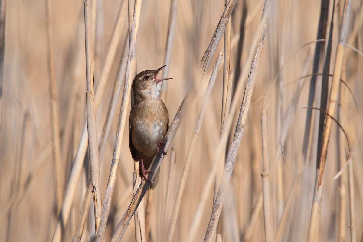 Savi's Warbler - ML617269346