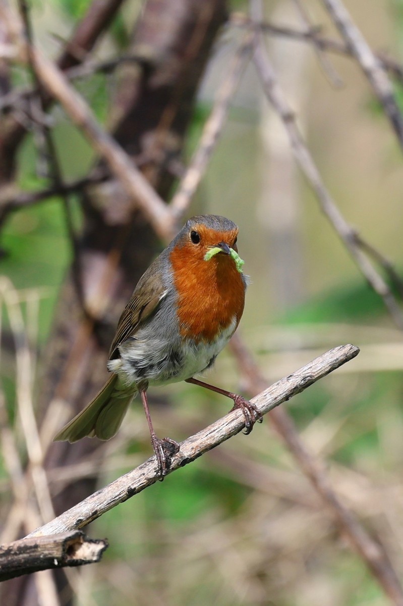 European Robin - James Heal