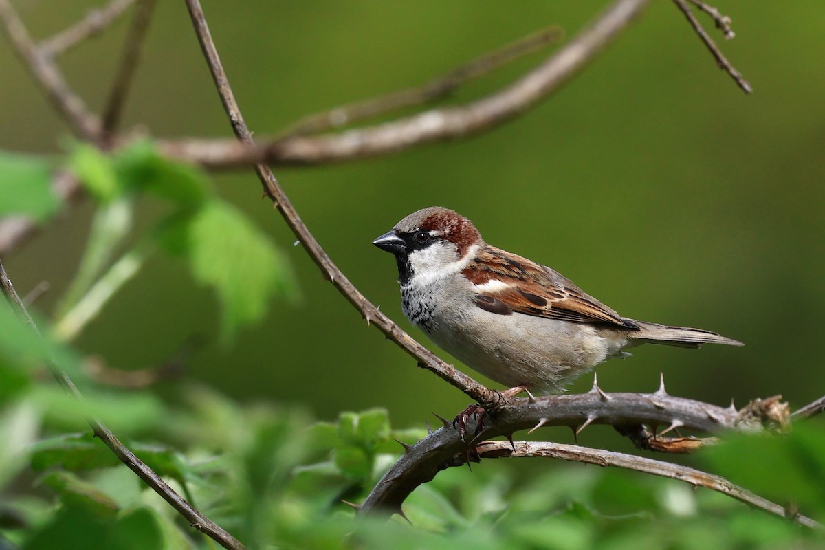 House Sparrow - James Heal