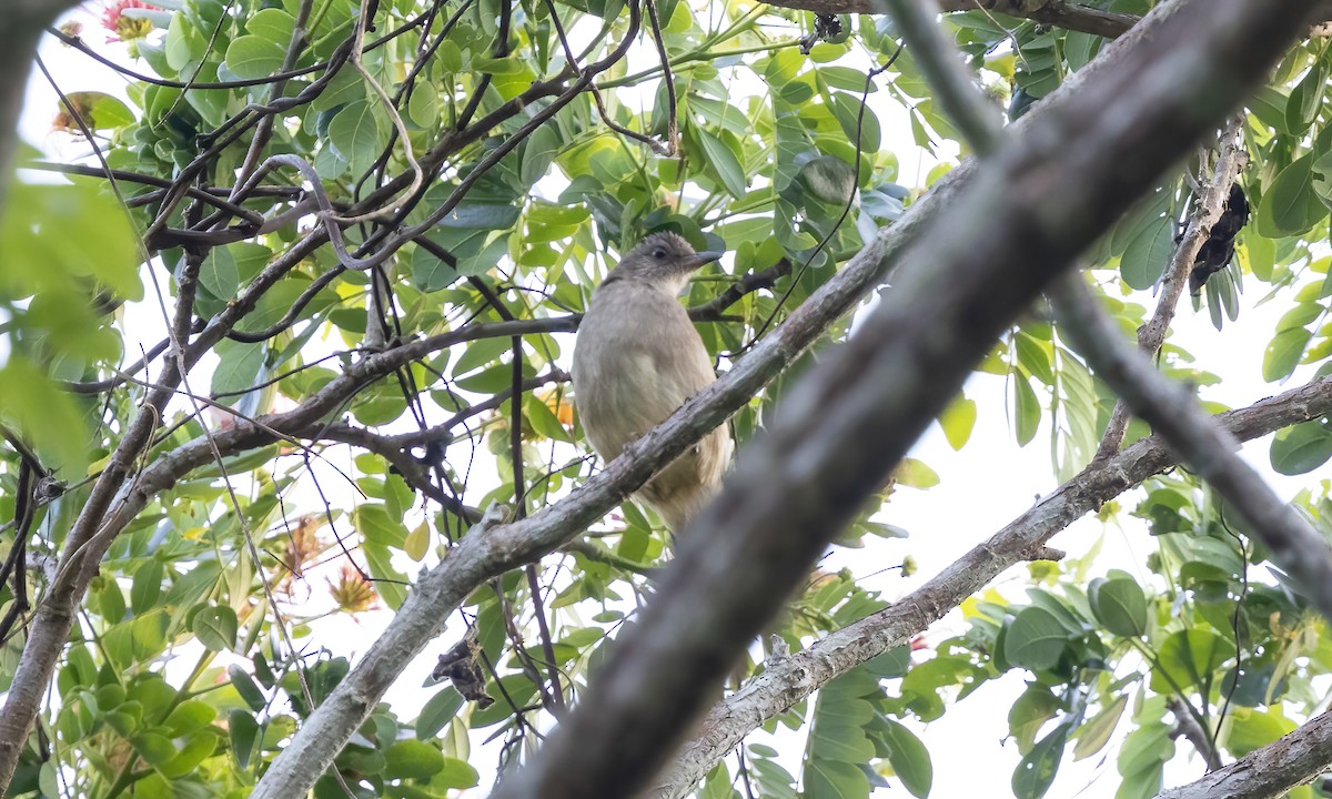 Ashy-fronted Bulbul - Paul Fenwick