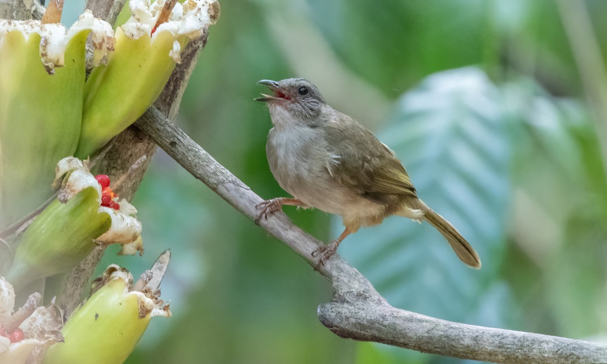 Ashy-fronted Bulbul - ML617269385