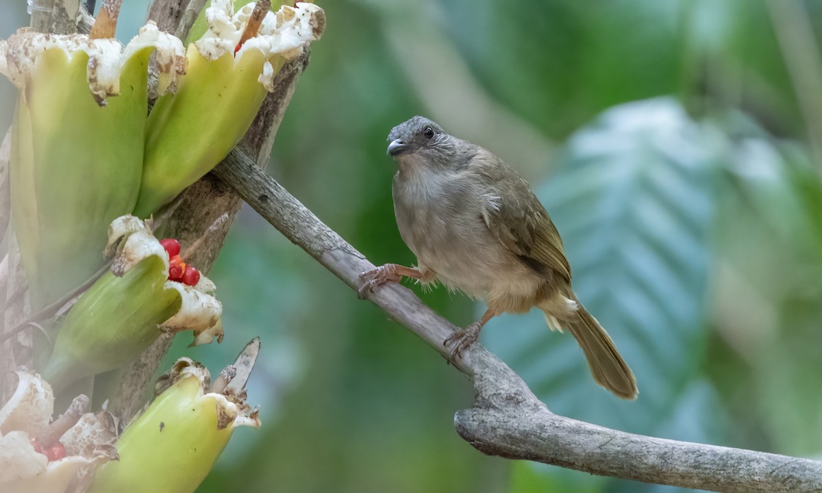 Ashy-fronted Bulbul - ML617269387