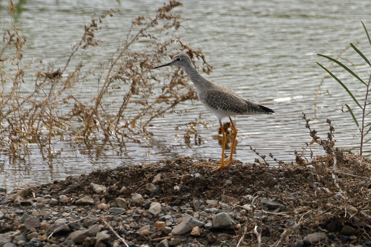 Lesser Yellowlegs - José Maria Ayuela Azcarate