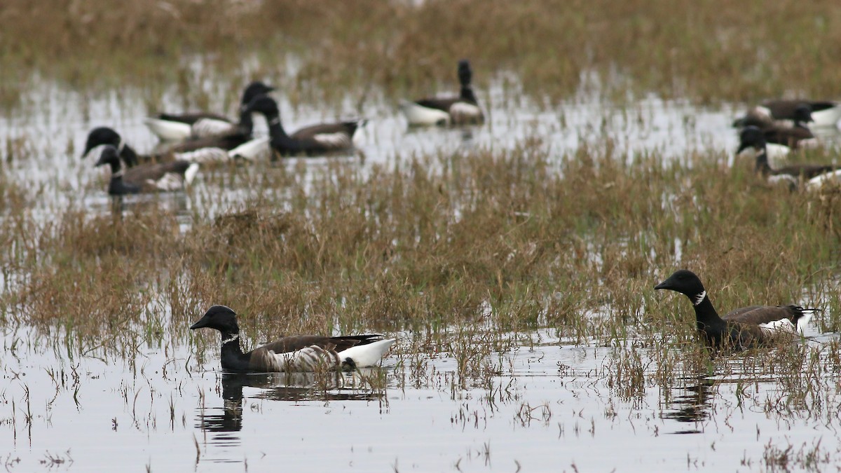 Barnacla Carinegra (nigricans) - ML617269425