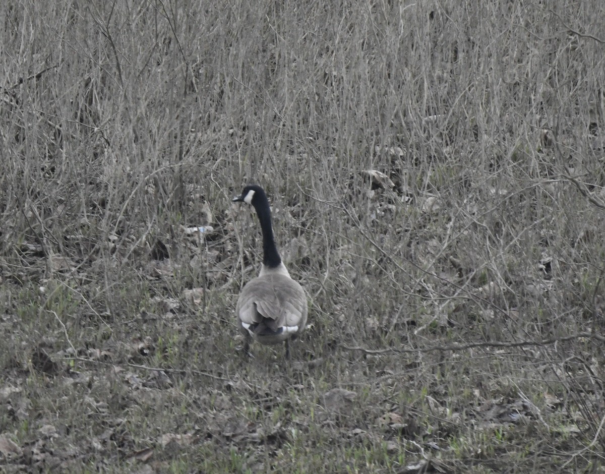 Canada Goose - ML617269459