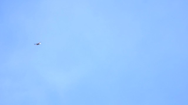 Орлан-білохвіст - ML617269494