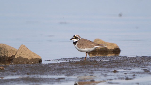 Little Ringed Plover - ML617269566