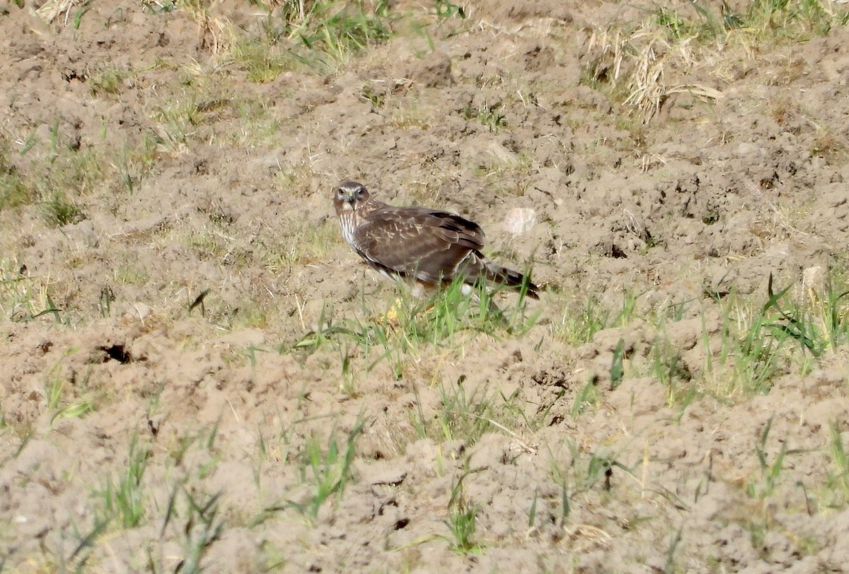 Northern Harrier - ML617269591