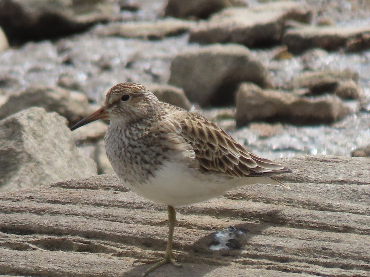 Pectoral Sandpiper - ML617269616